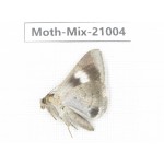Moths sp. China, Yunnan, Nujiang, N Part of Mt.Nushan. 1Pcs. Moth-Mix-21004.