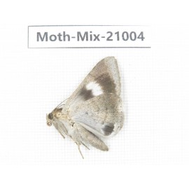 Moths sp. China, Yunnan, Nujiang, N Part of Mt.Nushan. 1Pcs. Moth-Mix-21004.