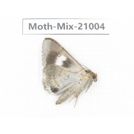Moths sp. China, Yunnan, Nujiang, N Part of Mt.Nushan. 1Pcs. Moth-Mix-21004.