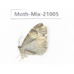 Moths sp. China, Yunnan, Nujiang, N Part of Mt.Nushan. 1Pcs. Moth-Mix-21005.