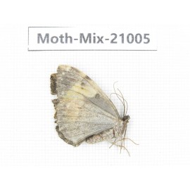 Moths sp. China, Yunnan, Nujiang, N Part of Mt.Nushan. 1Pcs. Moth-Mix-21005.