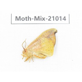 Moths sp. China, Yunnan, Nujiang, N Part of Mt.Nushan. 1F. Moth-Mix-21014.