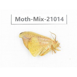 Moths sp. China, Yunnan, Nujiang, N Part of Mt.Nushan. 1F. Moth-Mix-21014.