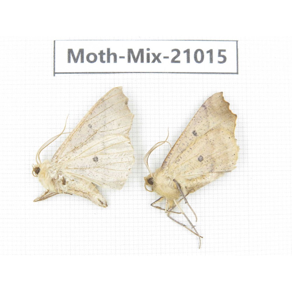 Moths sp. China, Yunnan, Nujiang, N Part of Mt.Nushan. 2Pcs. Moth-Mix-21015.