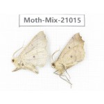 Moths sp. China, Yunnan, Nujiang, N Part of Mt.Nushan. 2Pcs. Moth-Mix-21015.