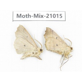 Moths sp. China, Yunnan, Nujiang, N Part of Mt.Nushan. 2Pcs. Moth-Mix-21015.