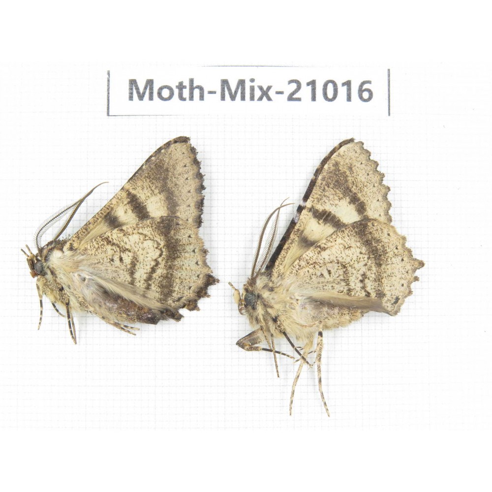 Moths sp. China, Yunnan, Nujiang, N Part of Mt.Nushan. 2Pcs. Moth-Mix-21016.