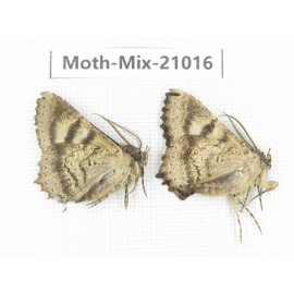 Moths sp. China, Yunnan, Nujiang, N Part of Mt.Nushan. 2Pcs. Moth-Mix-21016.