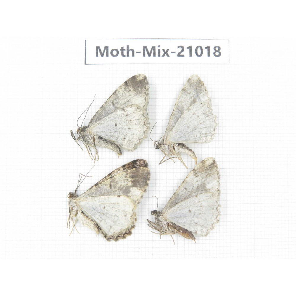 Moths sp. China, Yunnan, Nujiang, N Part of Mt.Nushan. 4Pcs. Moth-Mix-21018.