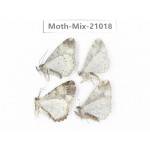 Moths sp. China, Yunnan, Nujiang, N Part of Mt.Nushan. 4Pcs. Moth-Mix-21018.