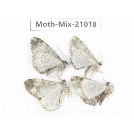 Moths sp. China, Yunnan, Nujiang, N Part of Mt.Nushan. 4Pcs. Moth-Mix-21018.