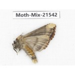 Moths sp. China, Yunnan, Xiangerila, S of Weixi county. 1Pcs. Moth-Mix-21542.