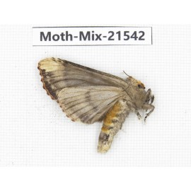 Moths sp. China, Yunnan, Xiangerila, S of Weixi county. 1Pcs. Moth-Mix-21542.