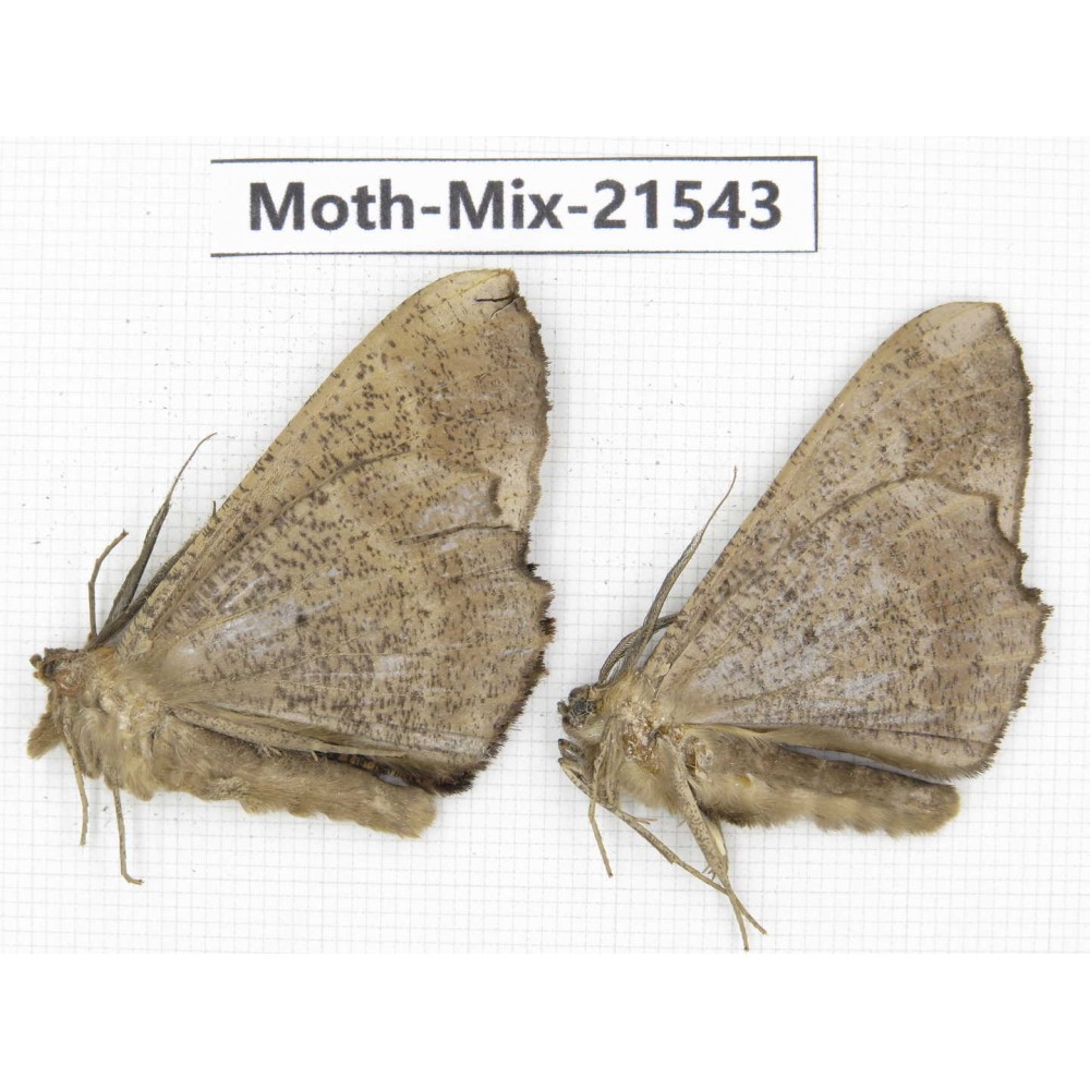 Moths sp. China, Yunnan, Xiangerila, S of Weixi county. 2Pcs. Moth-Mix-21543.