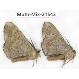 Moths sp. China, Yunnan, Xiangerila, S of Weixi county. 2Pcs. Moth-Mix-21543.