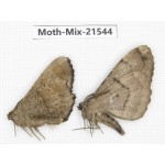 Moths sp. China, Yunnan, Xiangerila, S of Weixi county. 2Pcs. Moth-Mix-21544.