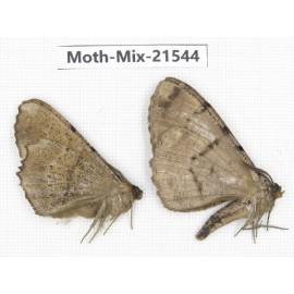 Moths sp. China, Yunnan, Xiangerila, S of Weixi county. 2Pcs. Moth-Mix-21544.