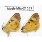 Moths sp. China, Yunnan, Xiangerila, S of Weixi county. 2Pcs. Moth-Mix-21551.