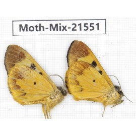 Moths sp. China, Yunnan, Xiangerila, S of Weixi county. 2Pcs. Moth-Mix-21551.