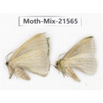 Moths sp. China, Yunnan, Xiangerila, S of Weixi county. 2Pcs. Moth-Mix-21565.