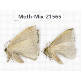 Moths sp. China, Yunnan, Xiangerila, S of Weixi county. 2Pcs. Moth-Mix-21565.