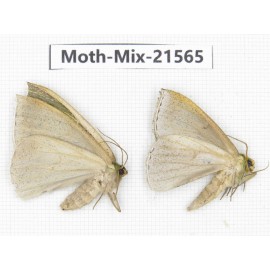 Moths sp. China, Yunnan, Xiangerila, S of Weixi county. 2Pcs. Moth-Mix-21565.