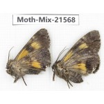 Moths sp. China, Yunnan, Xiangerila, S of Weixi county. 2Pcs. Moth-Mix-21568.