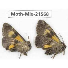 Moths sp. China, Yunnan, Xiangerila, S of Weixi county. 2Pcs. Moth-Mix-21568.