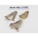 Moths sp. China, Yunnan, Xiangerila, S of Weixi county. 3Pcs. Moth-Mix-21580.