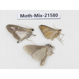 Moths sp. China, Yunnan, Xiangerila, S of Weixi county. 3Pcs. Moth-Mix-21580.