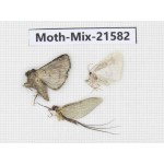 Moths sp. China, Yunnan, Xiangerila, S of Weixi county. 3Pcs. Moth-Mix-21582.