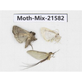 Moths sp. China, Yunnan, Xiangerila, S of Weixi county. 3Pcs. Moth-Mix-21582.