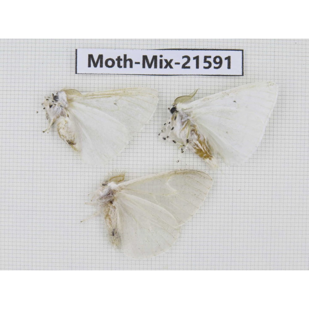 Moths sp. China, Yunnan, Xiangerila, S of Weixi county. 3Pcs. Moth-Mix-21591.