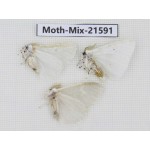 Moths sp. China, Yunnan, Xiangerila, S of Weixi county. 3Pcs. Moth-Mix-21591.