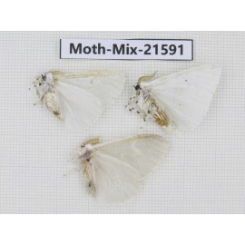 Moths sp. China, Yunnan, Xiangerila, S of Weixi county. 3Pcs. Moth-Mix-21591.