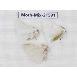 Moths sp. China, Yunnan, Xiangerila, S of Weixi county. 3Pcs. Moth-Mix-21591.