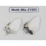 Moths sp. China, Yunnan, Xiangerila, S of Weixi county. 2Pcs. Moth-Mix-21593.