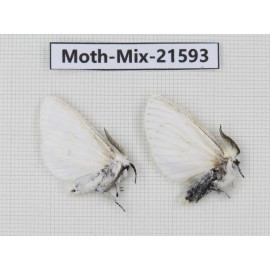 Moths sp. China, Yunnan, Xiangerila, S of Weixi county. 2Pcs. Moth-Mix-21593.