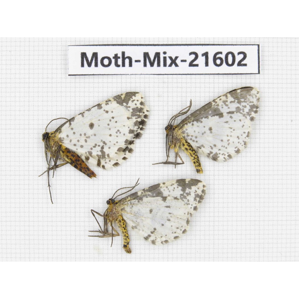 Moths sp. China, Yunnan, Xiangerila, S of Weixi county. 3Pcs. Moth-Mix-21602.