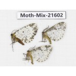 Moths sp. China, Yunnan, Xiangerila, S of Weixi county. 3Pcs. Moth-Mix-21602.