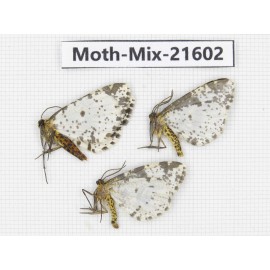 Moths sp. China, Yunnan, Xiangerila, S of Weixi county. 3Pcs. Moth-Mix-21602.