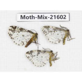 Moths sp. China, Yunnan, Xiangerila, S of Weixi county. 3Pcs. Moth-Mix-21602.