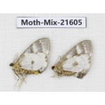 Moths sp. China, Yunnan, Xiangerila, S of Weixi county. 2Pcs. Moth-Mix-21605.