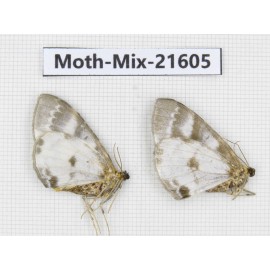 Moths sp. China, Yunnan, Xiangerila, S of Weixi county. 2Pcs. Moth-Mix-21605.