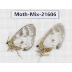 Moths sp. China, Yunnan, Xiangerila, S of Weixi county. 2Pcs. Moth-Mix-21606.