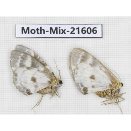 Moths sp. China, Yunnan, Xiangerila, S of Weixi county. 2Pcs. Moth-Mix-21606.