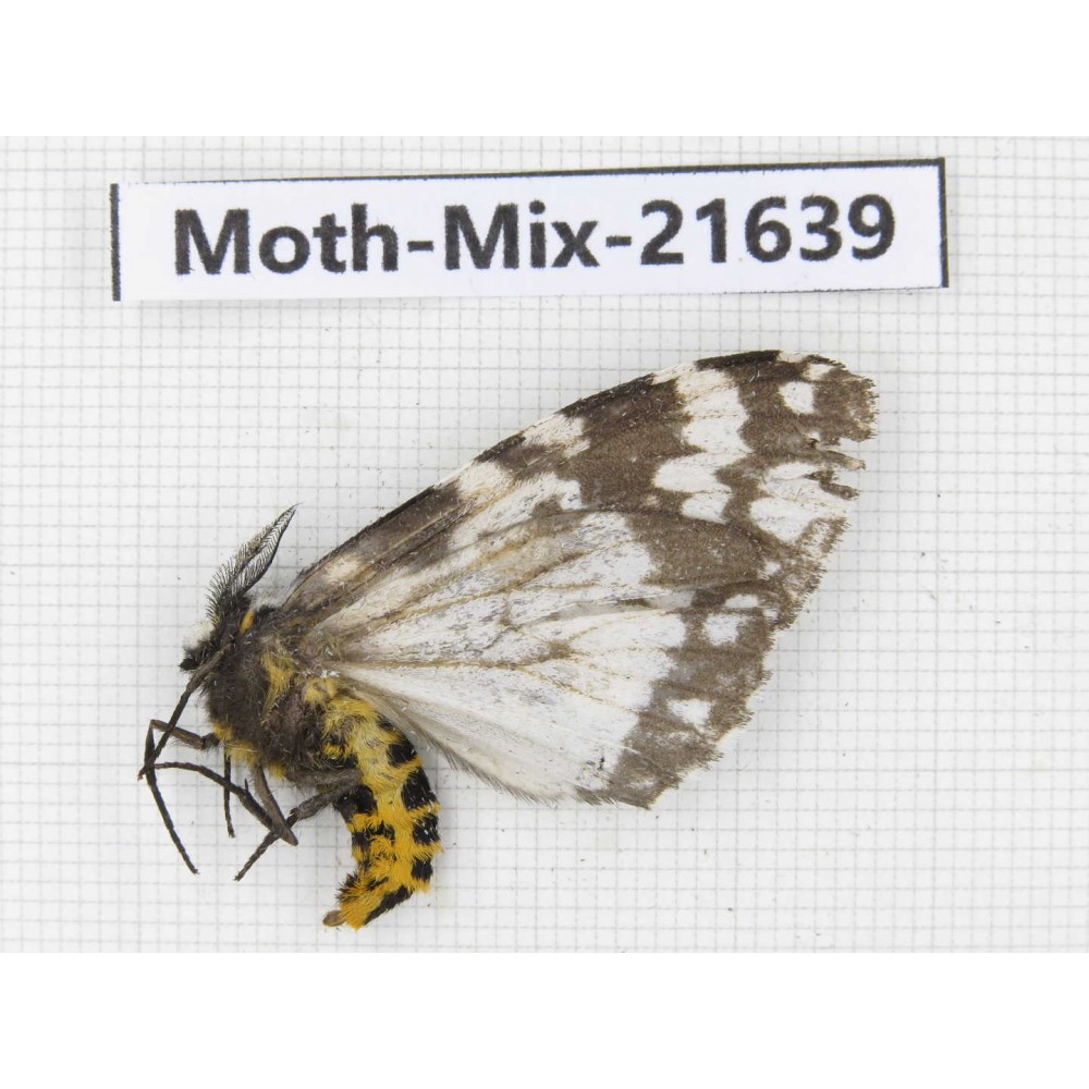 Moths sp. China, Yunnan, Xiangerila, S of Weixi county. 1Pcs. Moth-Mix-21639.