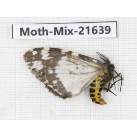 Moths sp. China, Yunnan, Xiangerila, S of Weixi county. 1Pcs. Moth-Mix-21639.