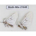 Moths sp. China, Yunnan, Xiangerila, S of Weixi county. 2Pcs. Moth-Mix-21648.