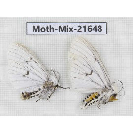 Moths sp. China, Yunnan, Xiangerila, S of Weixi county. 2Pcs. Moth-Mix-21648.